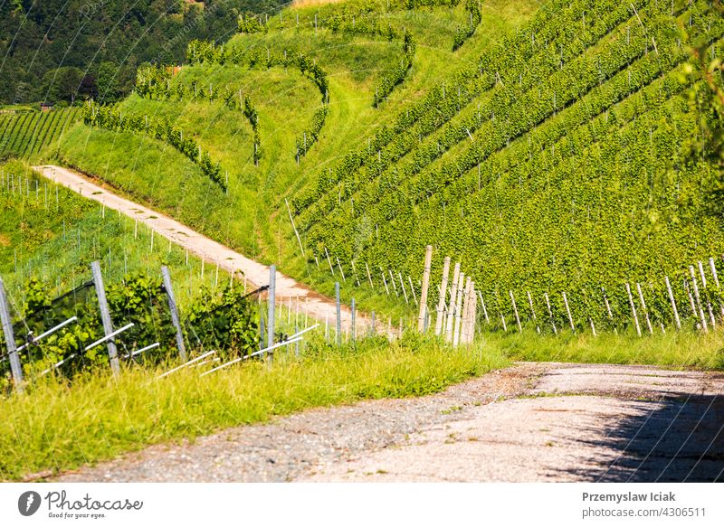 Weinberg auf österreichischer Landschaft. Landschaft der steirischen Natur. Hintergrund Baum Haus Muster Sommer Winter Sonne Österreich steiermark Weinrebe grün