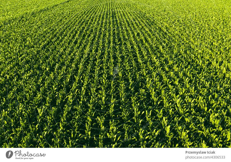 Luftaufnahme aus geringer Höhe von Reihen von Maispflanzen. Hintergrund Lebensmittel Muster Sommer Natur Blatt Frühling Ackerbau Kornfeld Szene frisch