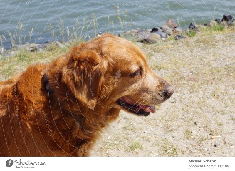 Ein Golden Retriever am Strand Hund Tier Farbfoto Tierporträt Tiergesicht Erholung Auge Porträt Lifestyle