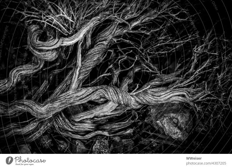 Tote Äste, bizarr verdreht und stark verzweigt, liegen auf großen Steinen vor dunklem Hintergrund Zweige Holz Totholz Baum Busch Gebüsch Pflanze Flora Insel