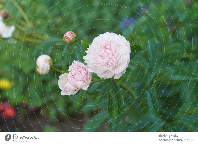 Rosa farbige Pfingstrose und einige andere Blumen in sattem grün. Blüte rosa Pflanze Natur Farbfoto schön Nahaufnahme Garten Park Sommer Paeonia Tag ästhetisch