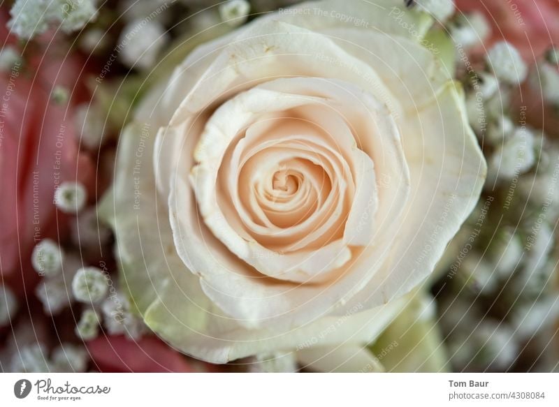 Nahaufnahme einer cremefarbenen Rose aus einem schönen Brautstrauss Blüte Rosenblätter Blume Farbfoto Pflanze Natur rosa Blatt Rosenblüte Duft
