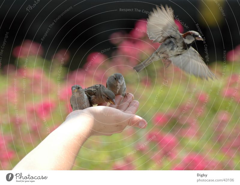 Lieber ein Spatz in der Hand... Vogel füttern Tier Zusammensein