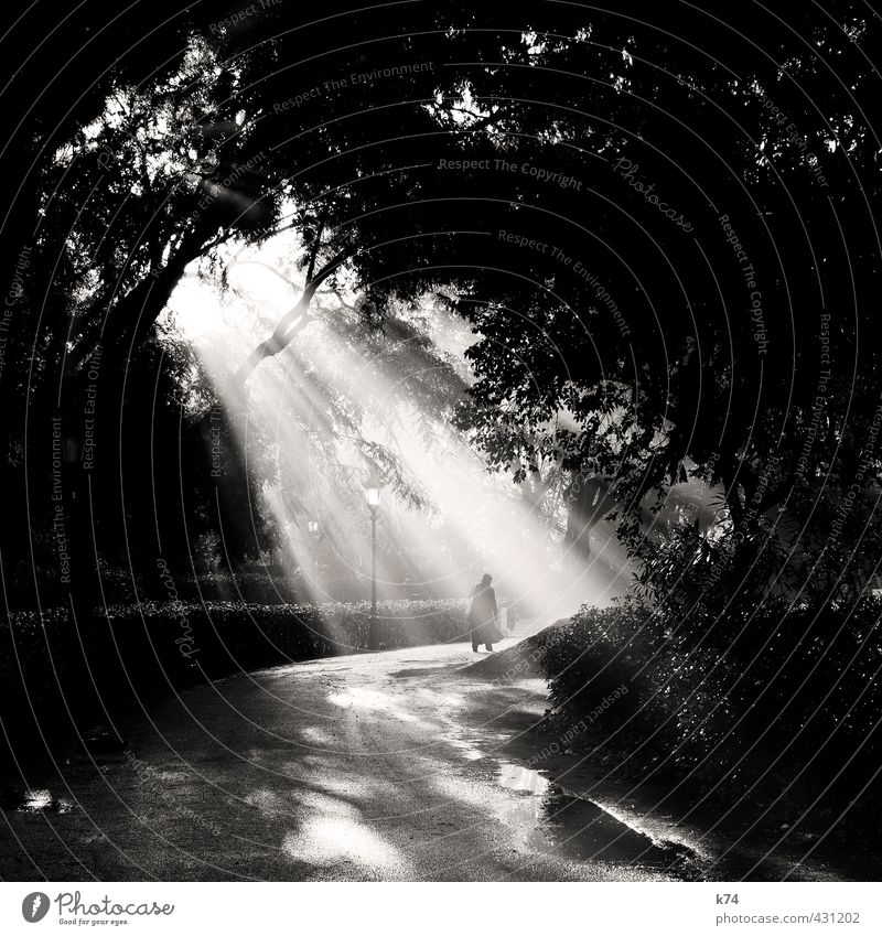 Erleuchtung im Park Mensch Senior Nebel Baum Wege & Pfade gehen leuchten Hoffnung Ziel Schwarzweißfoto Außenaufnahme Morgen Licht Schatten Kontrast Silhouette