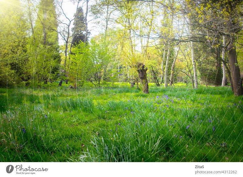 Sonniger schöner grüner Wald mit Glockenblumen im Gras Natur Wälder Holz Blume Blumen Frühling Sommer hübsch Baum Bäume sonnig Sonne frisch Laubwerk Blätter