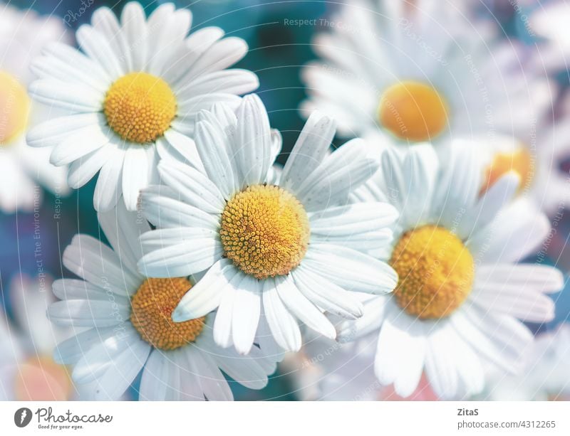 Blühende weiße Gänseblümchen Blumen, Weichzeichner Bild Margeriten Natur weich Frühling Sommer Nahaufnahme Makro Blütenblatt gelb Blütenblätter Schönheit schön