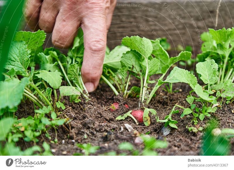 Frische Bio-Rettichernte in Frauenhand Landwirt organisch Lebensmittel Ernte Gartenarbeit natürlich Gemüse frisch Hinterhof Hände Pflanze Gesundheit Hand