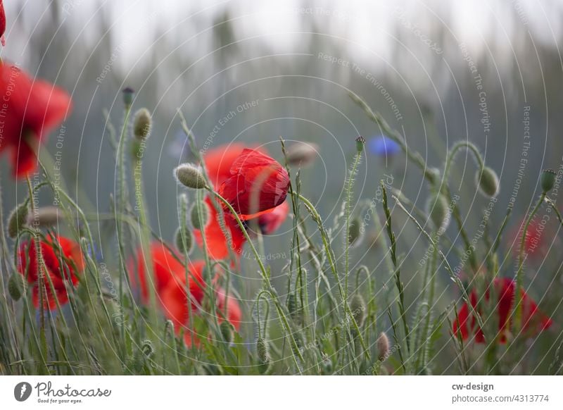 Mohnblüte am Feldrand von Kremmen kommend Natur rot Unschärfe im Hintergrund Pflanze Blume Sommer Außenaufnahme Blüte Farbfoto Mohnfeld Wiese Menschenleer