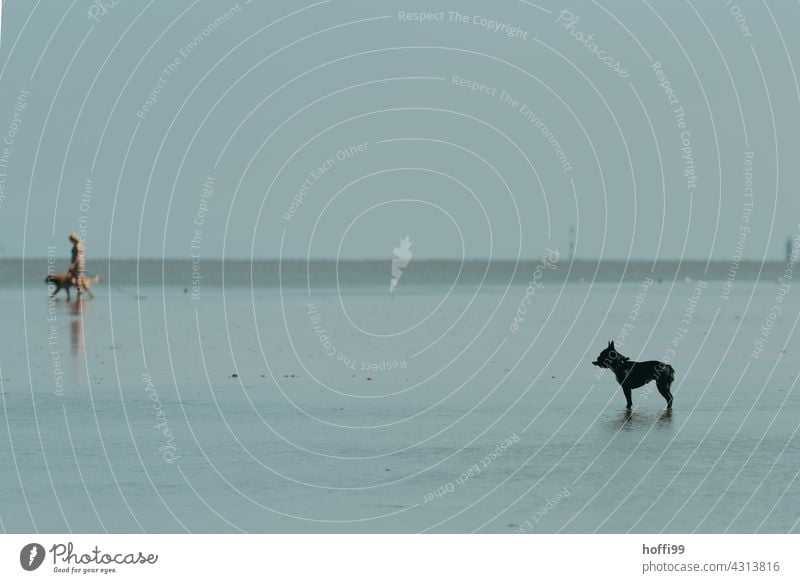 der Hund steht bei auflaufendem Wasser im Watt Wattenmeer Silhouette Fell Haushund Wachsamkeit warten Nordseeküste Ebbe minimalistisch Minimalismus Küste Meer