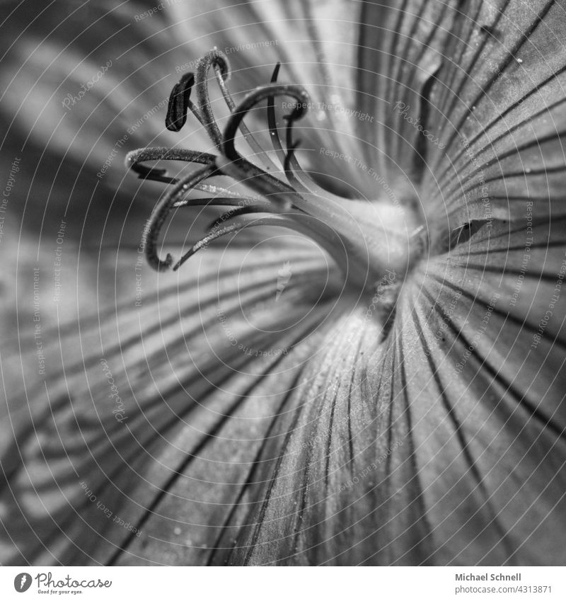 Makroaufnahme einer Blume Staubblätter Blüte Nahaufnahme Sommer Natur Detailaufnahme natürlich schön Blütenblätter botanisch Botanik Schönheit makrofotografie