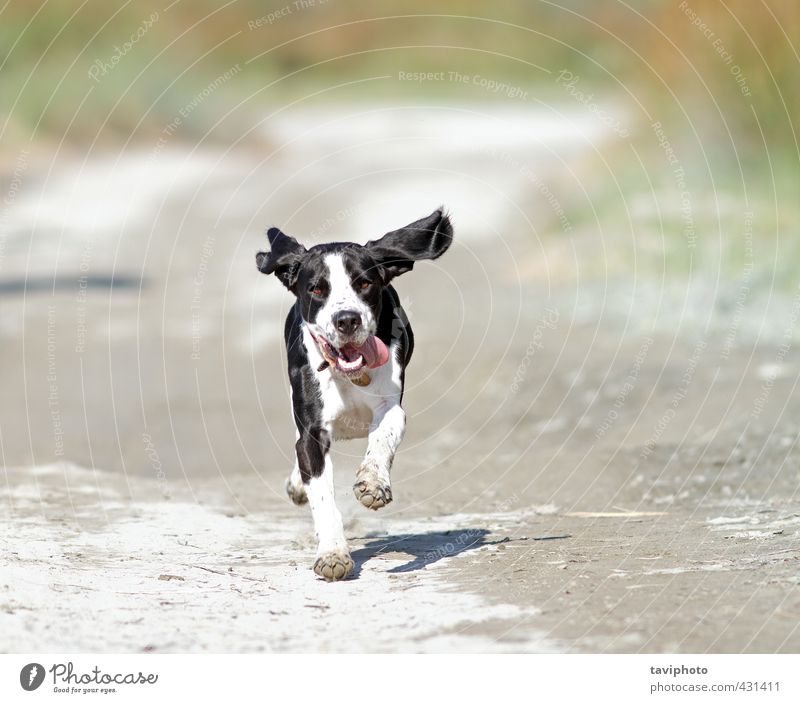 glücklicher laufender Hund Freizeit & Hobby Natur Tier Sand Sommer Schönes Wetter Wärme Strand Haustier Tiergesicht 1 rennen grau schwarz weiß Freude