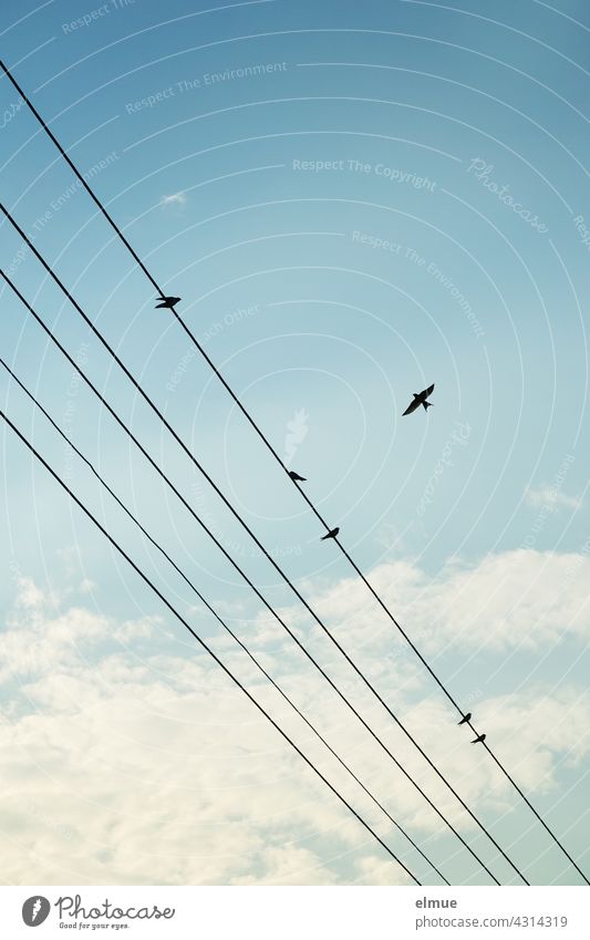 Fünf Stromleitungen mit fünf sitzenden und einer fliegenden Schwalbe vor leichtbewölktem Himmel / Flugbild Vogel Schönwetterwolken Dekowolken Sommer