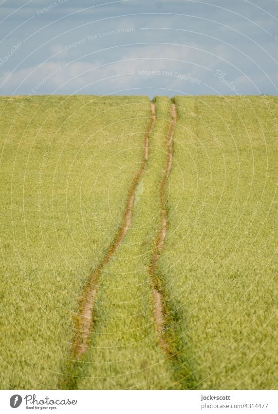 lange Spuren im Getreidefeld Landschaft Wolken Himmel Weizenfeld Sommer Spurrinne authentisch Wärme Symmetrie Wege & Pfade Panorama (Aussicht) ökologisch