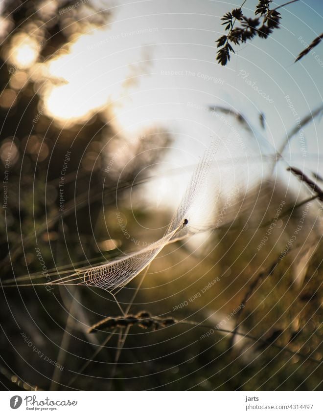 Spinnennetz Bei Sonnenaufgang Ein Lizenzfreies Stock Foto Von Photocase