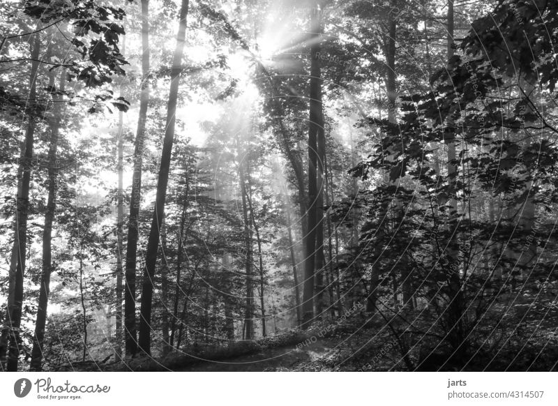 Sonnenstahlen bei Sonnenaufgang im Wald in Schwarzweiß Sonnenstrahlen Schwarzweißfoto Baum Natur Außenaufnahme Sonnenlicht Licht Landschaft Gegenlicht