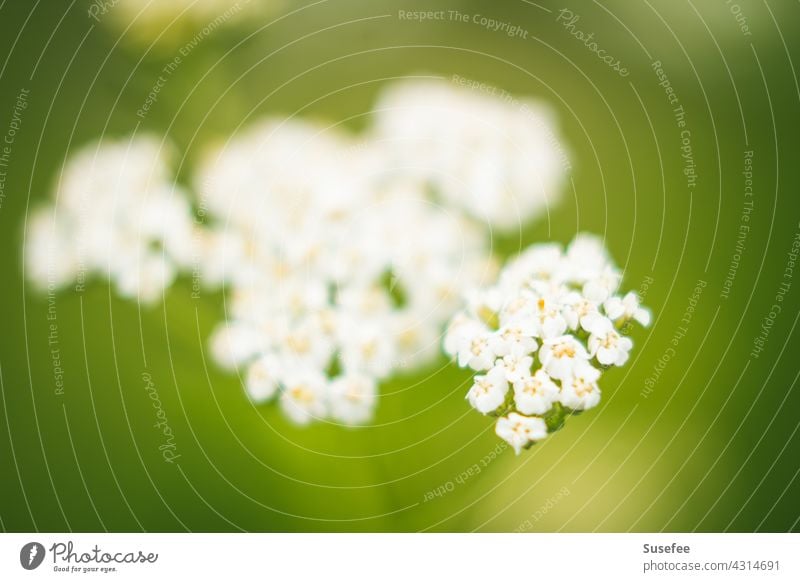 Viele kleine weiße Blüten Natur Büten Garten Kräuter Kraut Unkraut Nahaufnahme Blume natürlich Bokeh