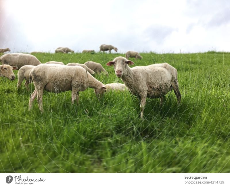 Isch find dich Schaaf! Schaf Tier Nutztier Wiese Gras Fressen Außenaufnahme süss niedlich Natur Weide Menschenleer Farbfoto grün Landschaft Herde Schafherde