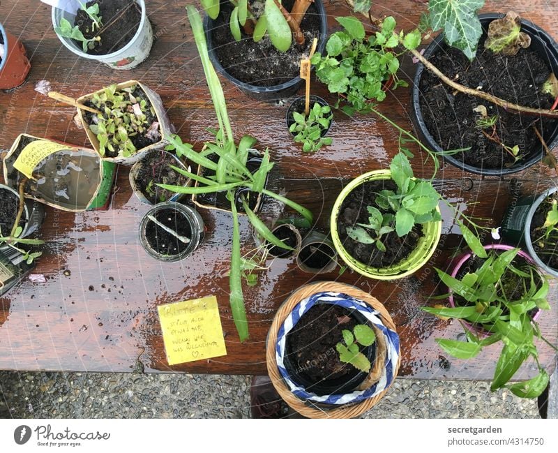 ökologische Tauschgeschäfte Pflanze Sprössling Wachstum Tisch Tauschtisch Farbfoto Natur grün Außenaufnahme Menschenleer nass regnerisch Frühling Umwelt Garten
