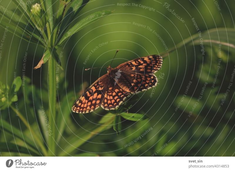 Melitaea diamina, Baldrian-Scheckenfalter. Nahaufnahme leuchtend orange-brauner Schmetterling sitzt im Sonnenlicht auf grünen Blättern in einer Wiese am Sommermorgen. Spiel des Sonnenlichts auf den ausgebreiteten Flügeln.