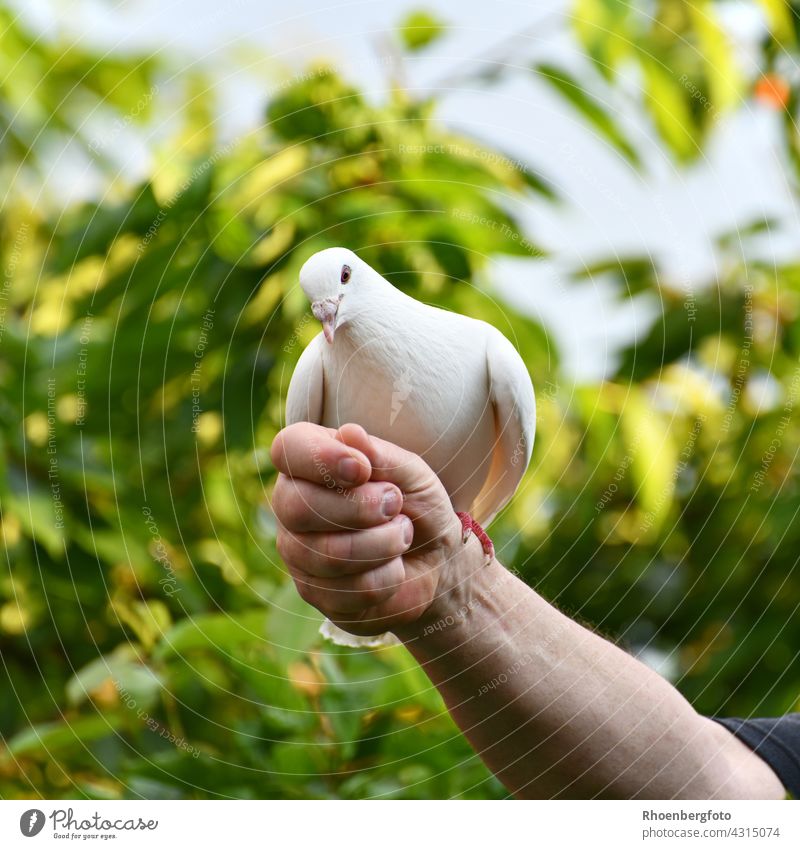 Liebevoll gezüchtete weiße Taube, die täglich für anstehende Hochzeiten trainiert. taube vogel vögel fliegen flügel feder baumgrün hochzeit zahm feier