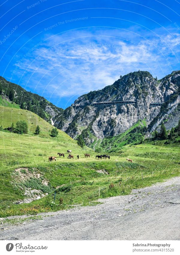Eine Gruppe von Pferdenauf der Weise bei schönem Wetter mit Blick auf den Flexenpass in Stuben am Arlberg, Vorarlberg, Österreich passstraße Tunnel