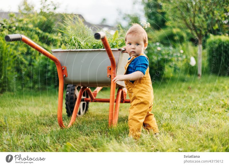 Ein kleiner Junge in gelber Hose schiebt eine Schubkarre mit frisch geschnittenem Gras im Garten Sommer Kleinkind bezaubernd Baby wenig Karre Sommerzeit