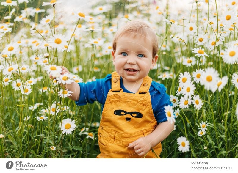 Ein blauäugiger und blonder Junge steht auf einer Blumenwiese mit Kamillenblüten und lächelt Wiese Kind Feld schön Lächeln Sommer Glück Spaß Freude niedlich