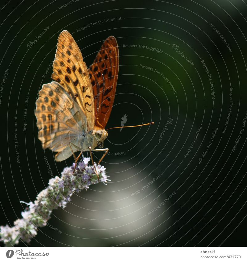 Alter Falter Natur Tier Blüte Wildtier Schmetterling 1 Leichtigkeit Farbfoto mehrfarbig Außenaufnahme Nahaufnahme Textfreiraum rechts Schwache Tiefenschärfe