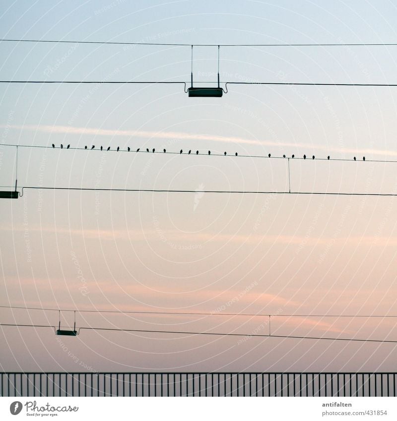 27 Natur Luft Himmel Wolkenloser Himmel Horizont Sonnenaufgang Sonnenuntergang Frühling Sommer Schönes Wetter Düsseldorf Stadt Stadtrand Menschenleer Brücke