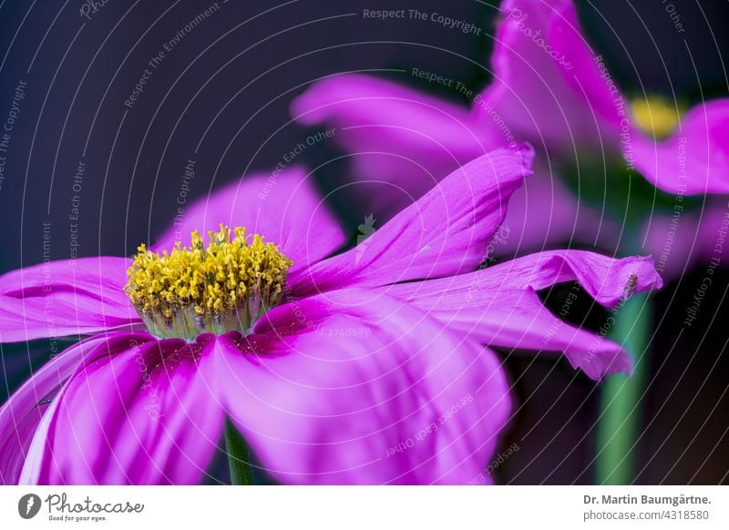 Cosmos bipinnatus, Schmuckkörbchen; Blütenstände Cosmea bipinnata Pflanze Zierpflanze Blütenstand Sommerblüher aus Mexiko einjährig rosa violettrosa blühen