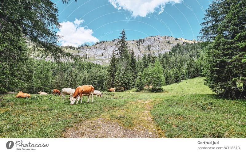 Kühe auf der Almweide Landschaft Natur Tier Wandern Farbfoto Außenaufnahme Umwelt Berge u. Gebirge Felsen Alpen Sommer Schönes Wetter Ferien & Urlaub & Reisen
