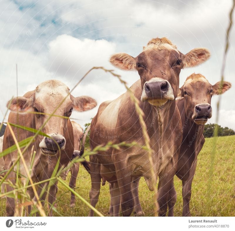 Aubrac Kühe in der Natur Frankreich Ackerbau Tier Rindfleisch bovin Land Kuh Bauernhof Landwirtschaft Ackerland Feld Färse Viehbestand Weide ländlich