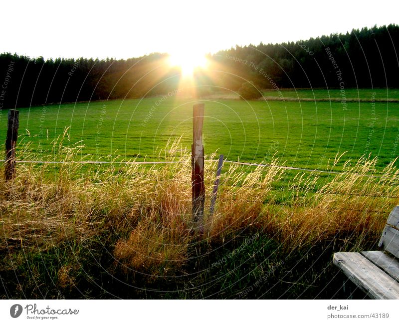It’s always the sun Zaun Zaunpfahl Gerste Weizen Aussicht Wald Wiese Sonnenstrahlen Himmel Weide Beleuchtung
