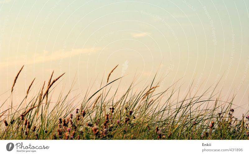 Dünengras Sommer Sommerurlaub Strand Insel Natur Pflanze Himmel Sonne Sonnenaufgang Sonnenuntergang Schönes Wetter Gras Küste Nordsee Wachstum Wärme blau grün