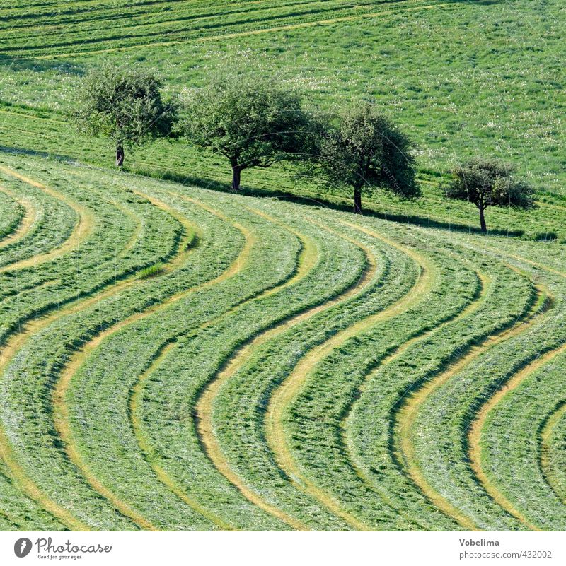 Gemähte Wiese Landwirtschaft Forstwirtschaft Umwelt Natur Landschaft Sommer Baum Gras Feld Linie natürlich grün weide mähen Traktorspur Grafik u. Illustration