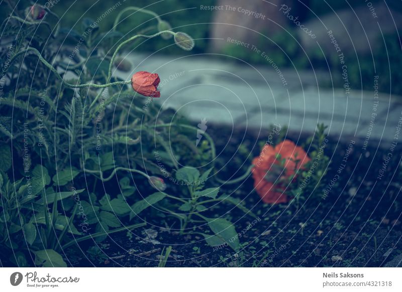 Blume roter Mohn blüht im Garten. Ältere schlafen, jüngere wecken sie auf. Makro dekorativ Blatt Tapete Leben blau farbenfroh Pflanze Grafik u. Illustration