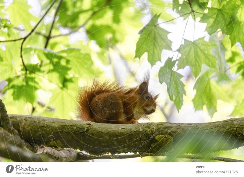 Ein Eichhörnchen sitzt zwischen grünen Blättern auf einem Ast Tier Hintergrund Europäisches Braunes Eichhörnchen Sciurus vulgaris Tier-Thema