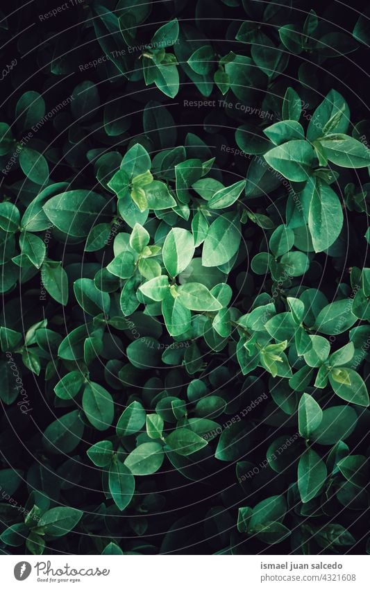 grüne Blätter strukturierter Hintergrund im Frühling Pflanze Blatt Garten geblümt Natur natürlich Laubwerk Vegetation dekorativ Dekoration & Verzierung abstrakt