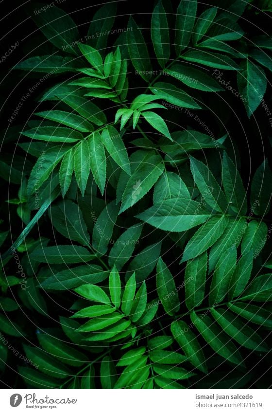 grüne Pflanzenblätter im Frühling, grüner abstrakter strukturierter Hintergrund Blätter Blatt Garten geblümt Natur natürlich Laubwerk Vegetation dekorativ