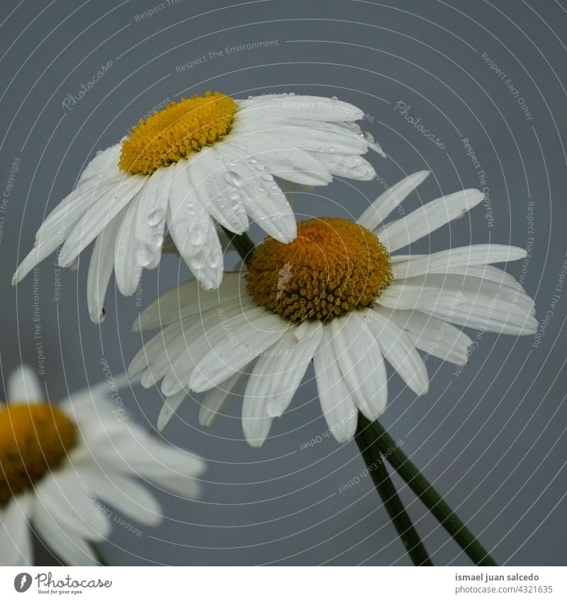 romantische weiße Gänseblümchen Blume im Garten im Frühling Blütenblätter Pflanze geblümt Flora Natur dekorativ Dekoration & Verzierung Schönheit
