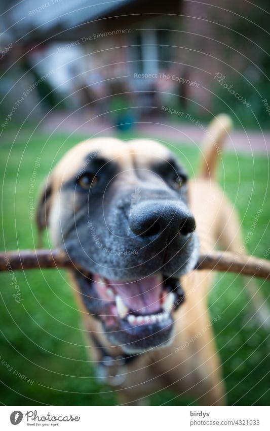 Hund mit einem Stock im Maul. Aufforderung zum Spiel. Nahaufnahme, Tierportrait, schwache Tiefenschärfe Zähne Hundegesicht Gebiss Haustier Tierporträt