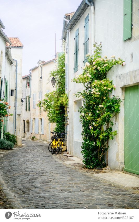 Kleine Gasse mit Kieselsteinen auf der Insel Ré im Sommer mit gelben Fahrrädern und Stechpalmen Charente-Maritime Blume Frankreich Ile de re Nouvelle-Aquitaine