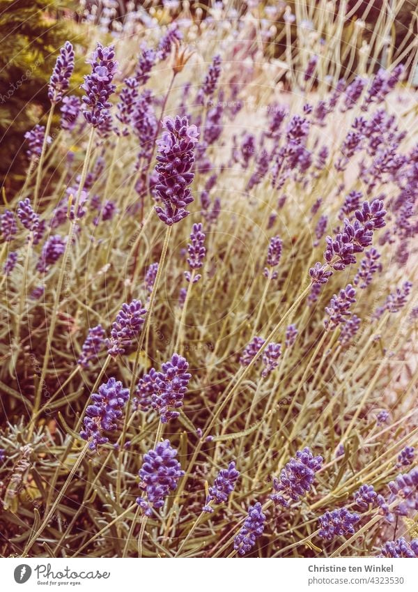 duftender Lavendel an einem sonnigen Tag im Sommer lila Natur violett Duft sommerlich Blühend Gartenpflanzen Pflanze Blüte Unschärfe Sommergefühl