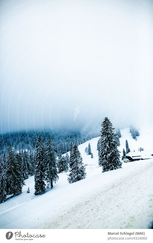 Nebelige Winterlandschaft des Schwarzwalds in den Bergen mit schneebedeckten Tannenbäumen und einer Hütte Schnee Winterstimmung Schneefall Schneespur