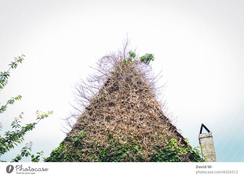 stark mit Pflanzen bewachsenes Haus verwuchert Efeu Giebel Dach urig Schornstein Wachstum Natur Fassade Kletterpflanzen verlassen