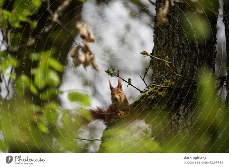 Europäisches Eichhörnchen (Sciurus vulgari) auf einem Baum und mit Blick zum Fotografen sitzend Nagetier Wald Natur Tierporträt Sciurus vulgaris rotes Säugetier