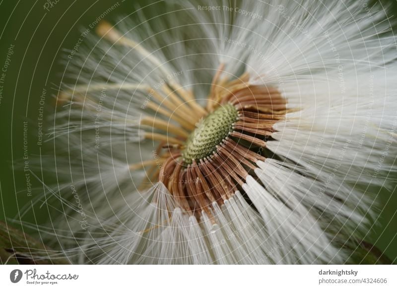 Früchte des Huflattichs, Tussilago farfara, der gerne am Wegrand blüht Samen Fruchtstand Farbfoto Außenaufnahme Menschenleer grün Nahaufnahme natürlich Blüte