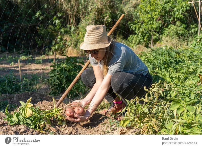 Bäuerin arbeitet im Gemüsegarten und erntet frische Kartoffeln. Frau Feld arbeiten Ernten Ackerbau Garten Bauernhof Landwirt jung schön Beschäftigung