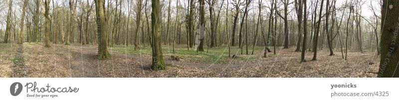 wood_small Wald Panorama (Aussicht) Natur groß Panorama (Bildformat)