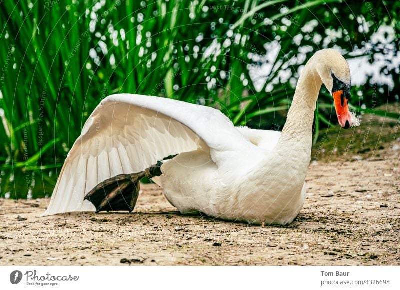 Ein Schwan der den Flügel streckt und dabei vor der grünen Uferbepflanzung im Sand sitzt strecken Beine Vogel Feder Wasser Wildtier weiß See Außenaufnahme